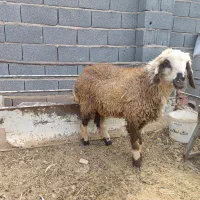 بره ماده ترکی