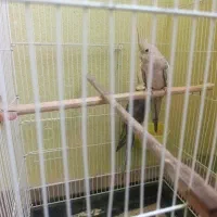 عروس هلندی
