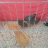 بلدرچین مینیاطوری