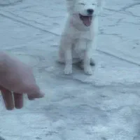 اشپیتز روباهی