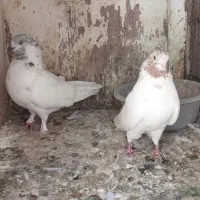 چند جفت کبوتر