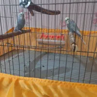 مرغ عشق جفت مولد