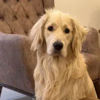 سگ گمشده(مژدگانی)|حیوانات|رامهرمز, |دیوار