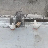 کبوتر شکار