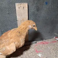 جوجه محلی|حیوانات مزرعه|شیراز, شیخ روزبهان|دیوار