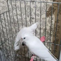 عروس هلندی|پرنده|گلبهار, شهر جدید گلبهار|دیوار