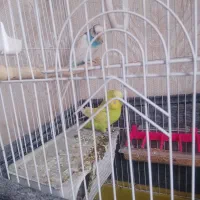 یک جفت مرغ عشق مولد