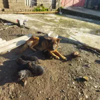 واگذاری توله ژرمن شپرد اصیل