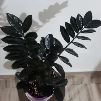 گل و گیاه طبیعی اپارتمانی|گل و گیاه طبیعی|تهران, کیانشهر|دیوار