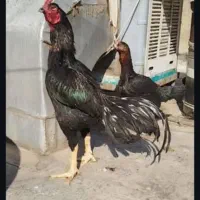 تخم مرغ لاری