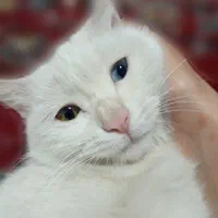 دختر چشم دو رنگ/نژاد وان ترکی