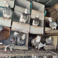 کبوتر.طوقی.زاغ‌.رنگی|پرنده|میناب, |دیوار