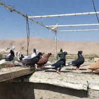 کفتر 15عدد|پرنده|شیراز, قلعه نو|دیوار