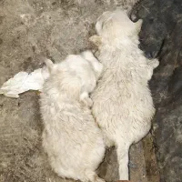 پیکینیز .۲۰.ر.و.زه|سگ|هشتگرد, کوی یاران|دیوار