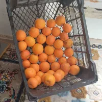 سبد جا میوه|ظروف نگهدارنده، پلاستیکی، یک‌بارمصرف|سرپل ذهاب, |دیوار