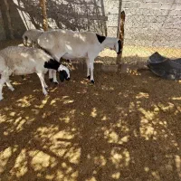 شیشک قوچ|حیوانات مزرعه|چاهک, |دیوار