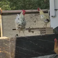 خروس محلی خروس گلین|حیوانات مزرعه|بهشهر, |دیوار