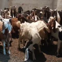 بز نر ماده چاق ۲۶ عدد|حیوانات مزرعه|کلاله, |دیوار