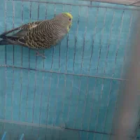 مرغ عشق|پرنده|زاهدان, |دیوار