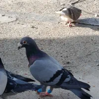 کفتر گم شدع