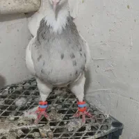 طوقی|پرنده|تهران, نازیآباد|دیوار