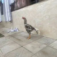 لاری اصیل|حیوانات مزرعه|رشت, فلسطین|دیوار