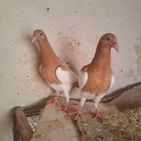 کبوتر یهودی(جوجه)|پرنده|تربت جام, عیدی آباد|دیوار