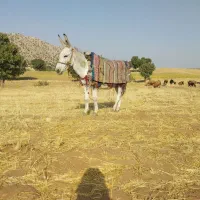 یک الاغ نر جوان