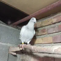 کبوتر جوجه فیلی