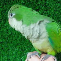 راهب دونخور|پرنده|کهریزک, |دیوار