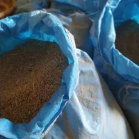 فروش گندم دیم|عمده‌فروشی|شراء, |دیوار