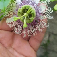 نهال پشن فروت ارغوانی|خدمات باغبانی و درختکاری|لاهیجان, آهندان|دیوار