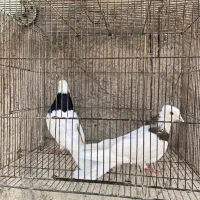 کلفه جفت|پرنده|اردبیل, |دیوار