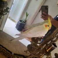 طوطی عروس هلندی