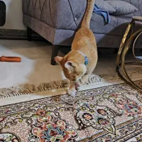 واگذاریه گربه جینجر DSH|گربه|باغستان, |دیوار