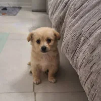 توله مالتیز عروسکی آپارتمانی