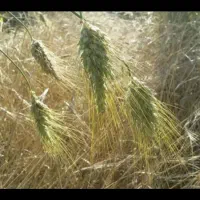 گندم ابی روسیه|خدمات باغبانی و درختکاری|گل تپه, |دیوار