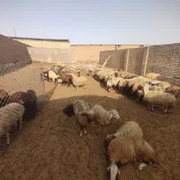 میش بره