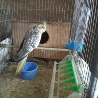 عروس هلندی  جفت خورده باتخم|پرنده|رشت, رودباری|دیوار