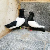 کفتر سینه سیاه|پرنده|مشهد, شهرک شیرین|دیوار