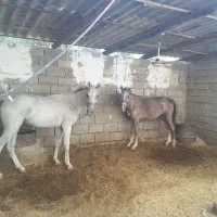 اسب مادیون خالص عربی|اسب و تجهیزات اسبسواری|اهواز, غیزانیه|دیوار