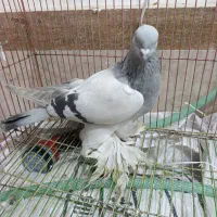 ترکیه بازی دار کبوتر|پرنده|ملکان, |دیوار