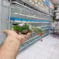 شاطوطی سرلاکی.عروسهلندی.گیرینچیک سرلاکی وجفت|پرنده|اندیشه, شهرک مریم|دیوار