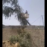 حرس و برش درخت|خدمات باغبانی و درختکاری|تهران, تهرانسر شمالی|دیوار