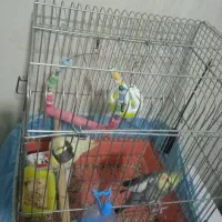 عروس هلندی|پرنده|شازند, |دیوار