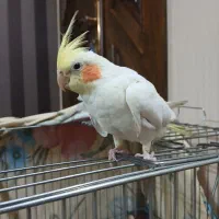 عروس هلندی|پرنده|قزوین, |دیوار