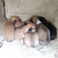سگ شیتزو تریر