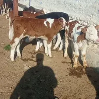 داشتی و پرواربندی|حیوانات مزرعه|بندر ترکمن, |دیوار