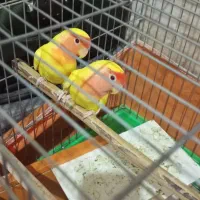 طوطی برزیلی