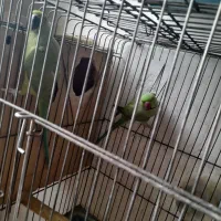 جفت  طوطی ملنگو مولد